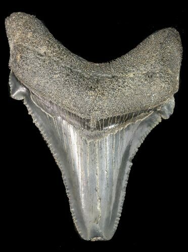 Serrated, Angustidens Tooth - Megalodon Ancestor #46836